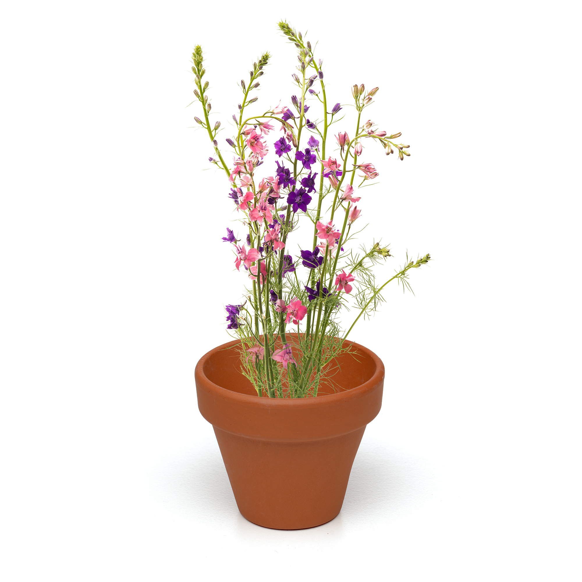 Picture of Mini Box Seed Kit